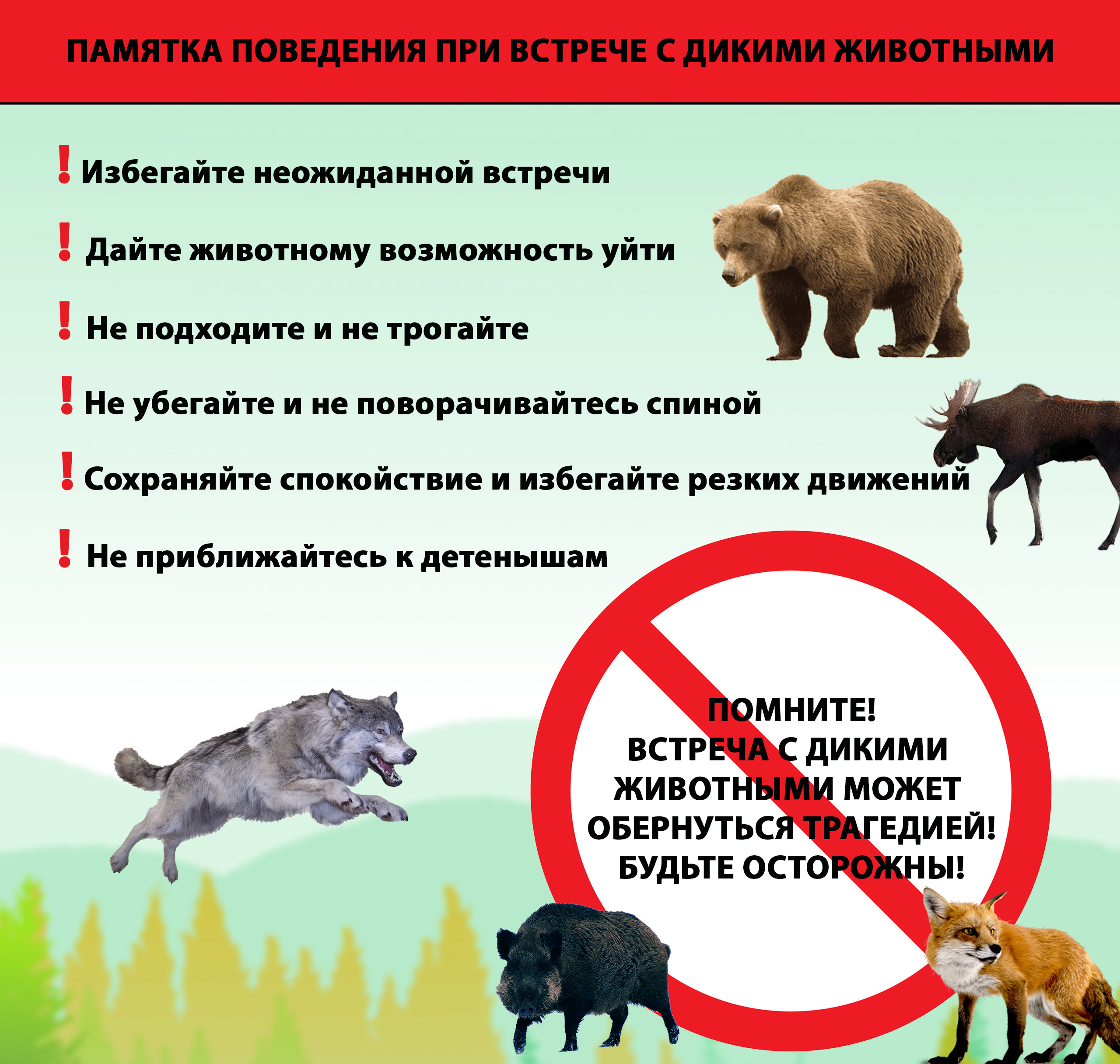 Правила поведения при встрече с дикими животными
